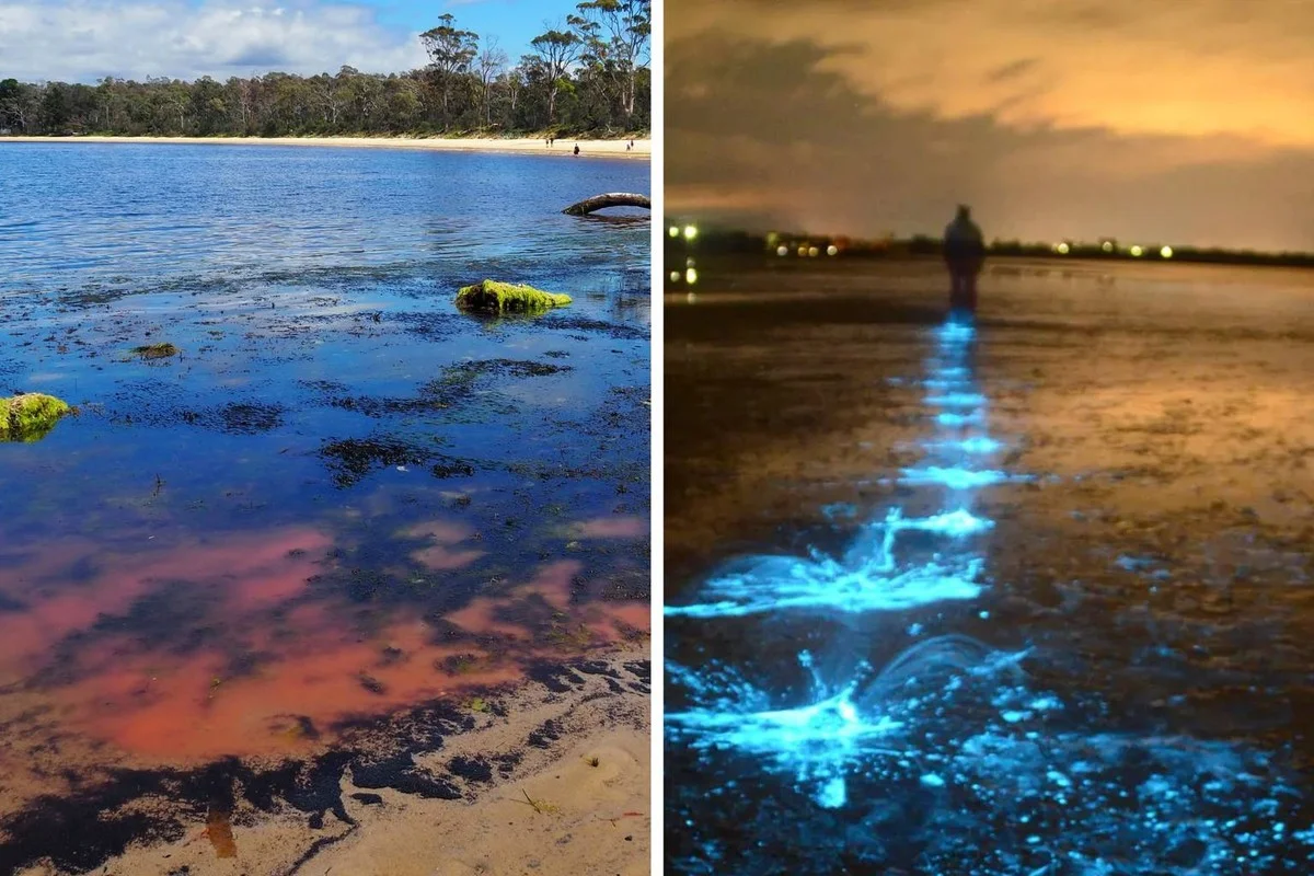 Waarom de roze ‘algenbloei’ in Tasmanië ongevaarlijk is (en wat activisten over het hoofd zien)