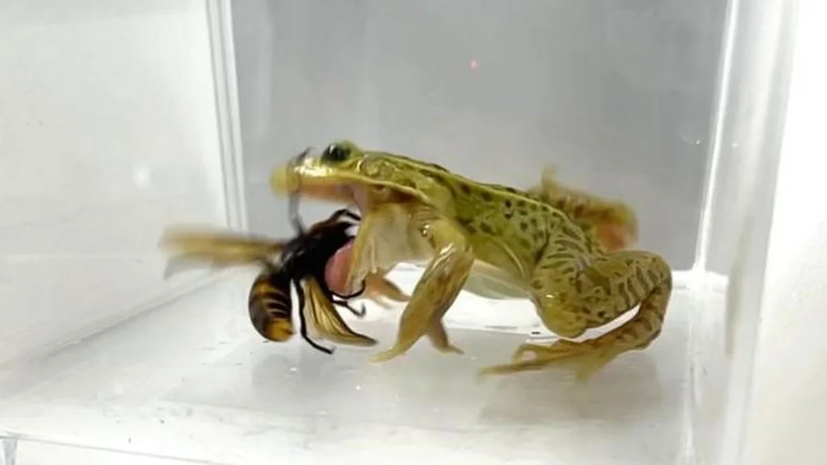 Waarom deze kikker de steek van de Aziatische hoornaar negeert