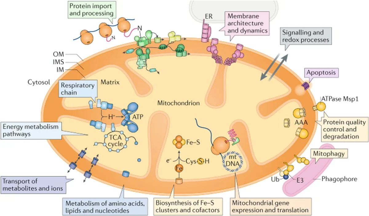 eeneiwitmeerble-extra-2.webp Eén eiwit meer bleek de celbatterijen van muizen sterker te maken, met verrassend effect op hun leeftijd - image 2