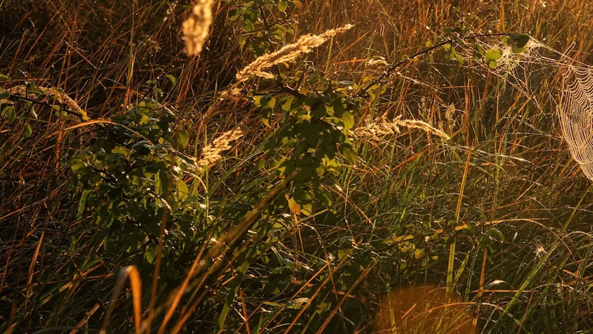 Deze opvallende spin uit Azië verovert nu ook Maryland: experts noemen het een 'ongewenste indringer'