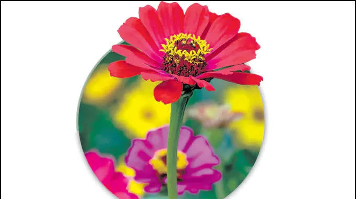 Waarom de 'winterherinnering' van een plant onze geheugenziekten kan genezen