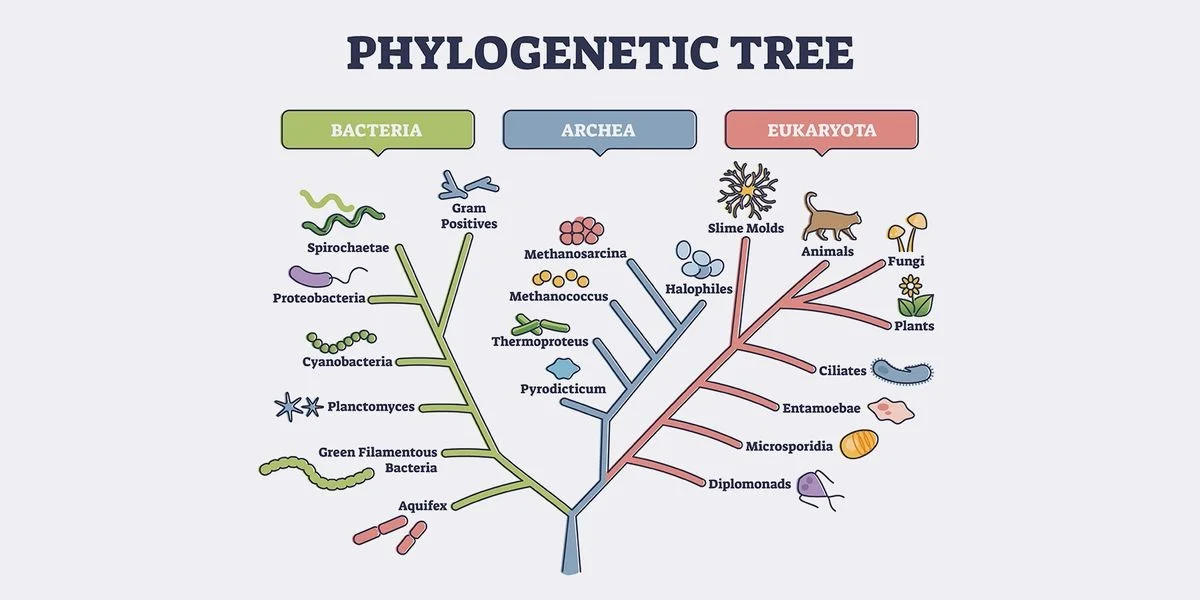 Waarom je beuk meer familie is van een komkommer dan een spar - image 1
