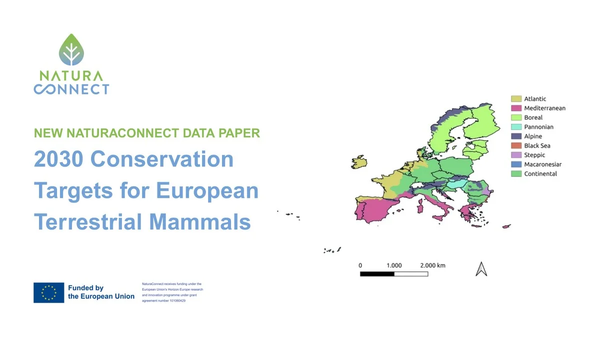 Het cruciale eekhoorn-geheim dat bijna elke huiseigenaar over het hoofd ziet - image 2
