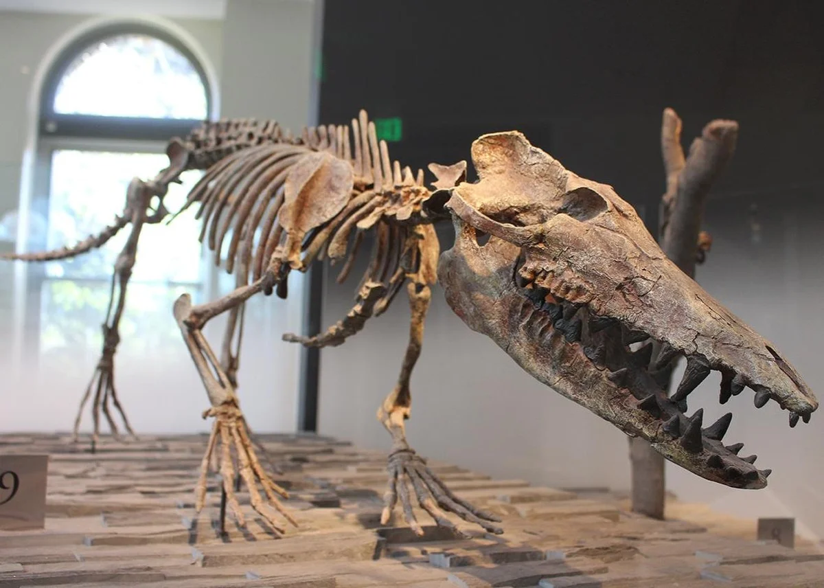 Waarom de ontdekking van een 21 miljoen jaar oude zeekoe het verhaal van de Golf compleet verandert - image 1