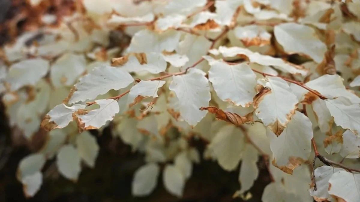 Deze witte boom groeit zonder zonlicht: de bizarre gok van de natuur