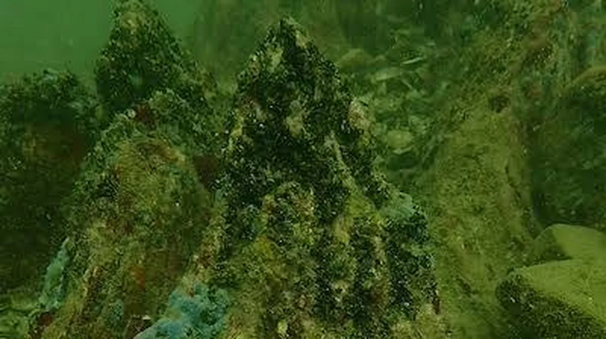 Waarom 20 miljoen jaar oude boomstammen op de zeebodem bij Roese een uniek wereldwijd fenomeen zijn