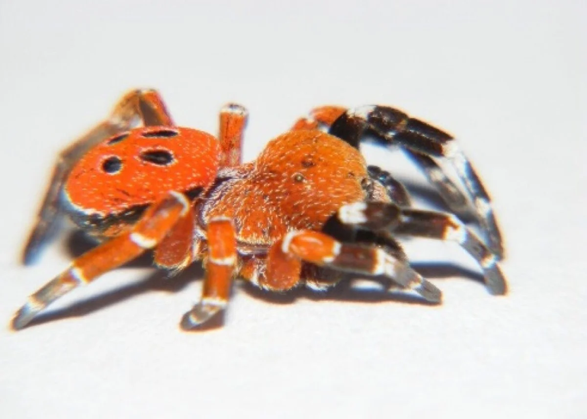 waaromdielieveh-extra-1.webp Waarom die