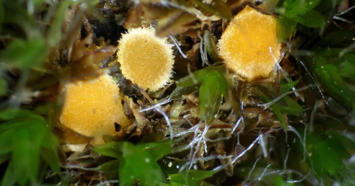 Het is een slecht paddenstoelenjaar voor de hobbyist, maar een goudmijn voor de wetenschapper