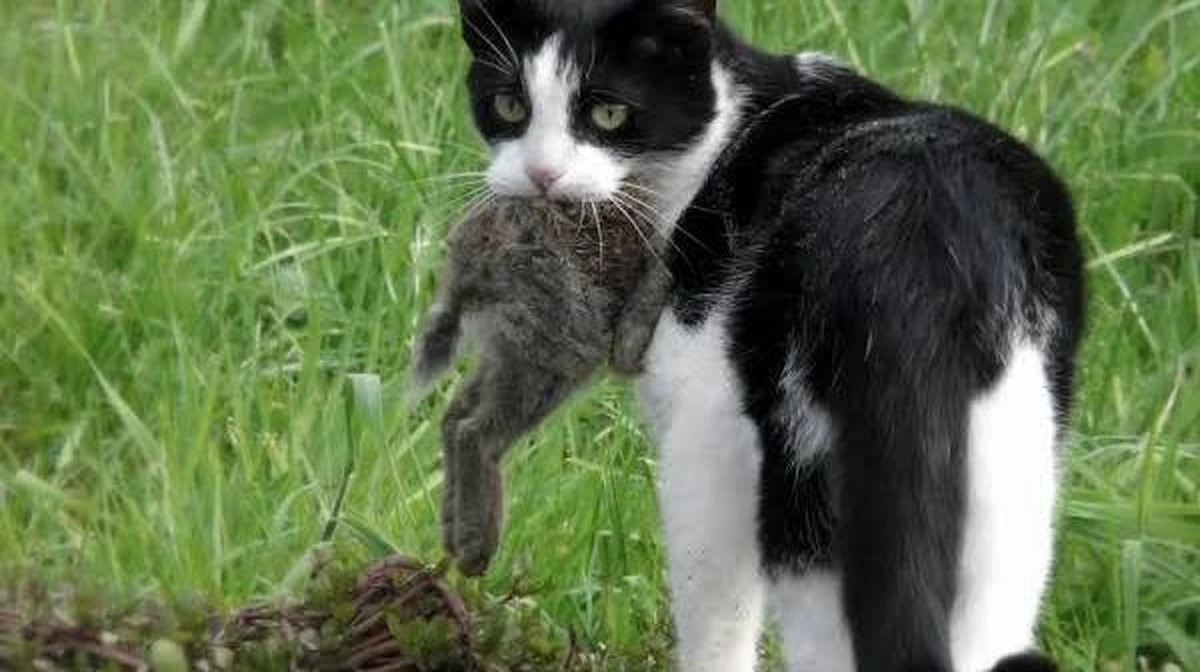Waarschuwende blik op wat huiskatten écht onder de loep nemen