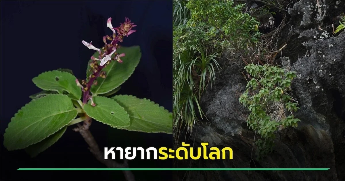 Het leek 130 jaar uitgestorven: waarom deze zeldzame plant plots weer boven water kwam in de Thaise kliffen