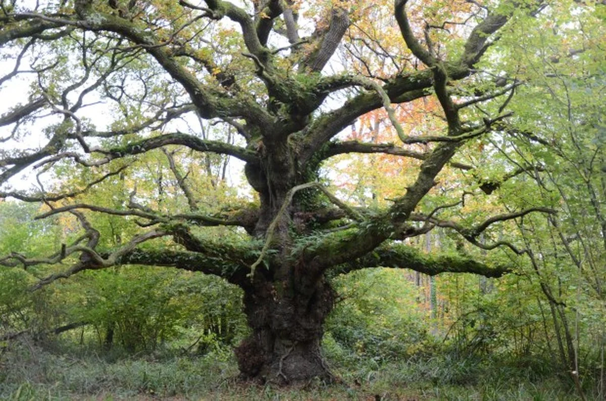 Experts starten dit jaar met onderzoek naar de schorsziekte van de zoon van de Eik van Lummen - image 1