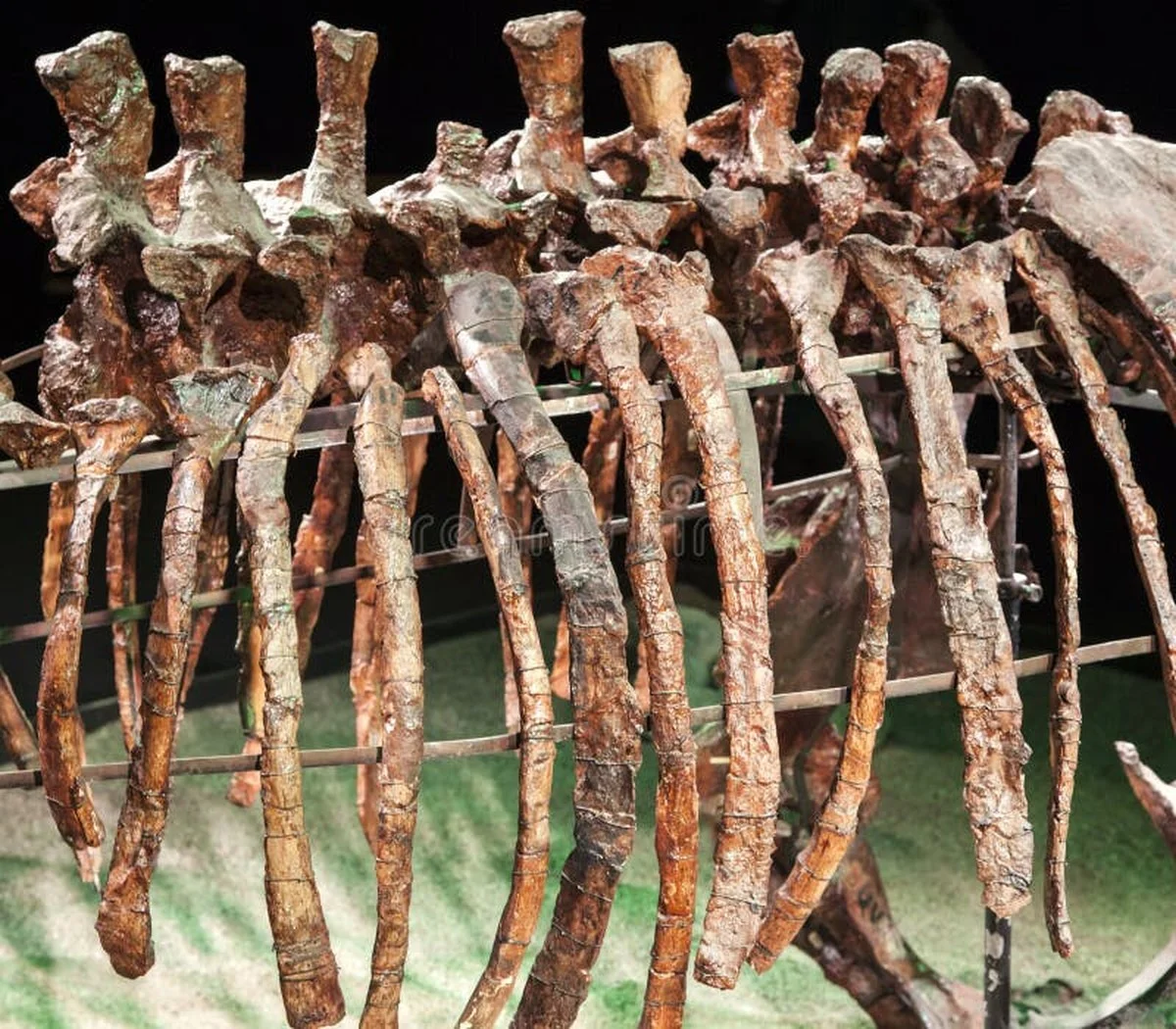 De T. rex had bijna 40 jaar nodig om volwassen te worden, en dat verandert alles - image 2