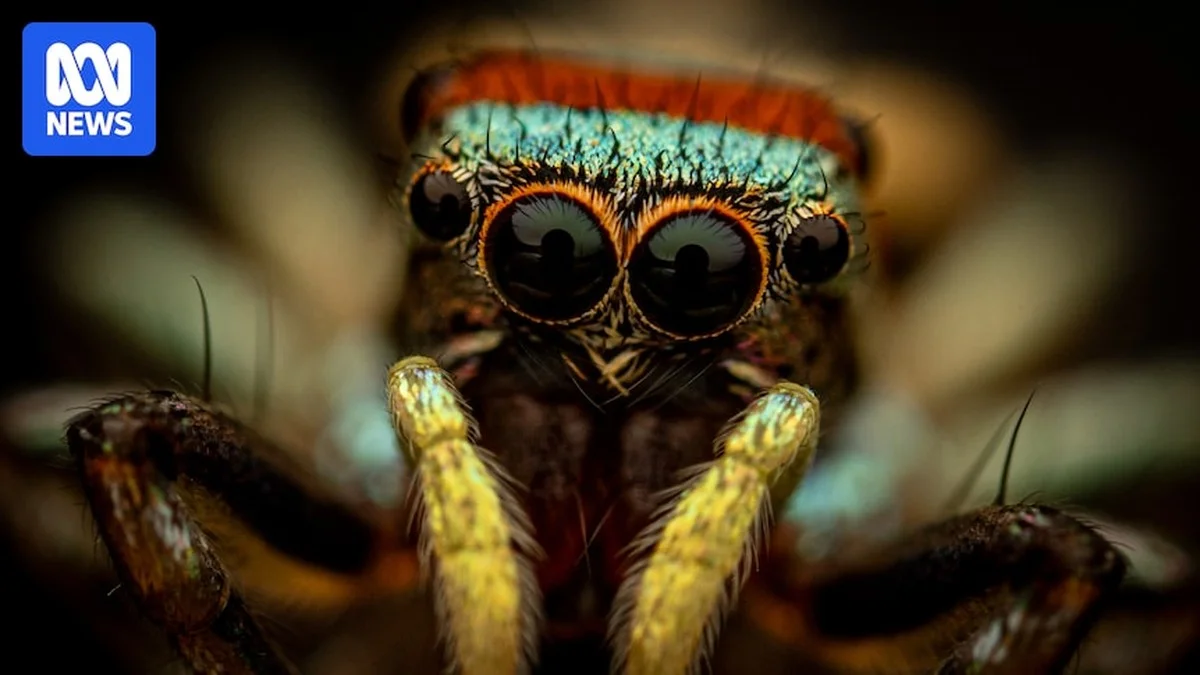 Waarom experts deze 14.000 insectenfoto's maken om klimaatverandering te volgen