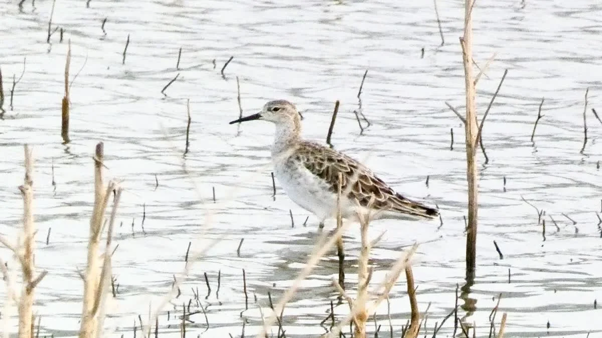 De verrassende 133 vogelsoorten die wijzen op de waterkwaliteit van Burhanpur