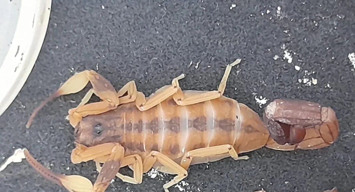 Wat je écht moet doen als je in La Plata door een schorpioen bent gestoken - image 2