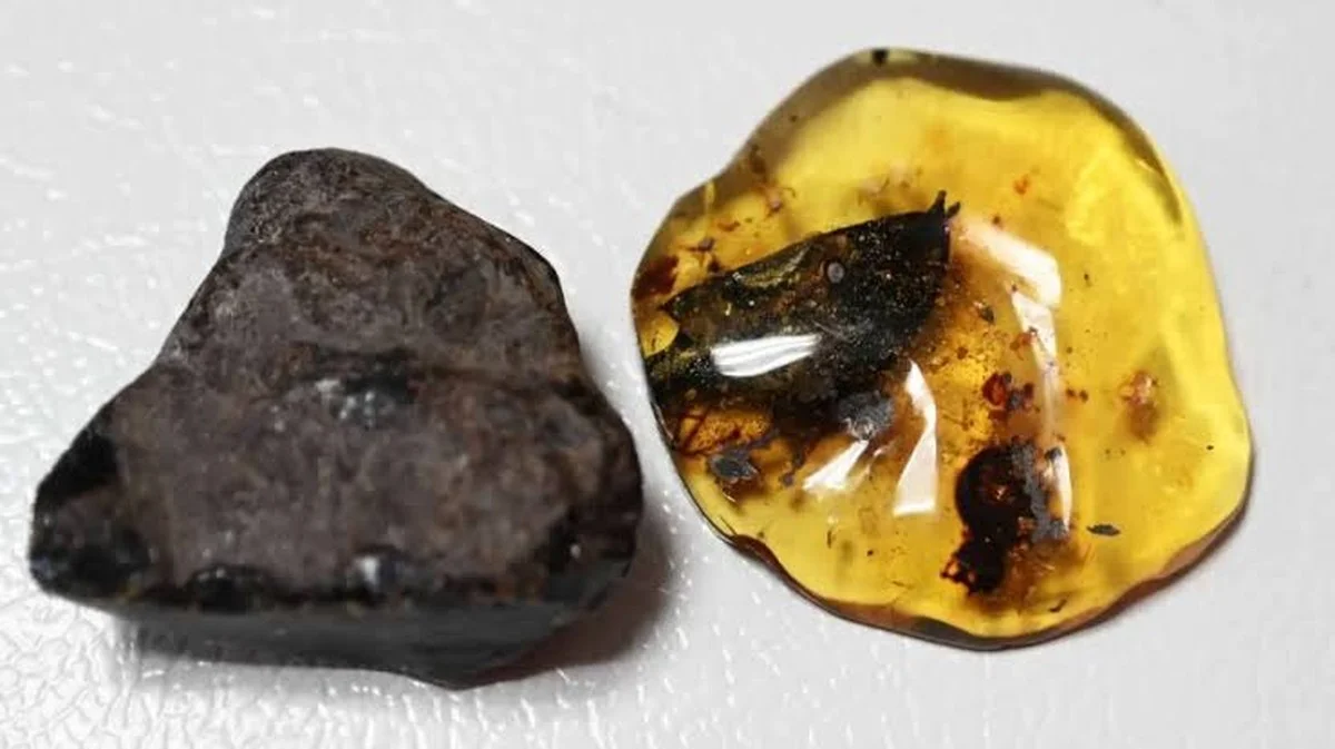 De geheime boom die de gouden hars van Mexico's unieke amber produceerde