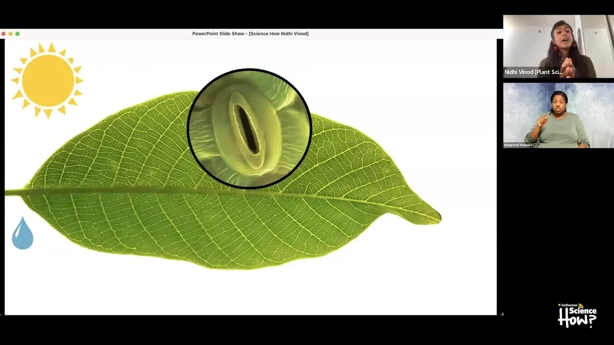 Waarom ervaren tuiniers een spons onderin de pot plaatsen - image 1