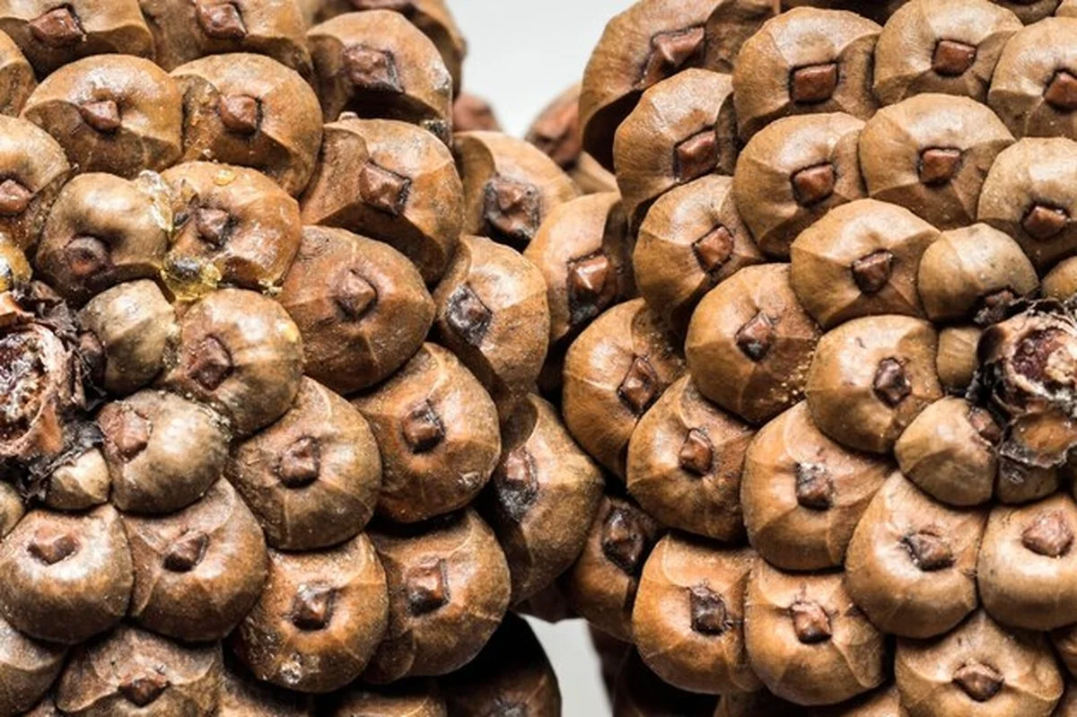 arundodonaxinva-extra-1.webp Arundo donax in Valencia: geotextiel tegen invasief riet - image 1