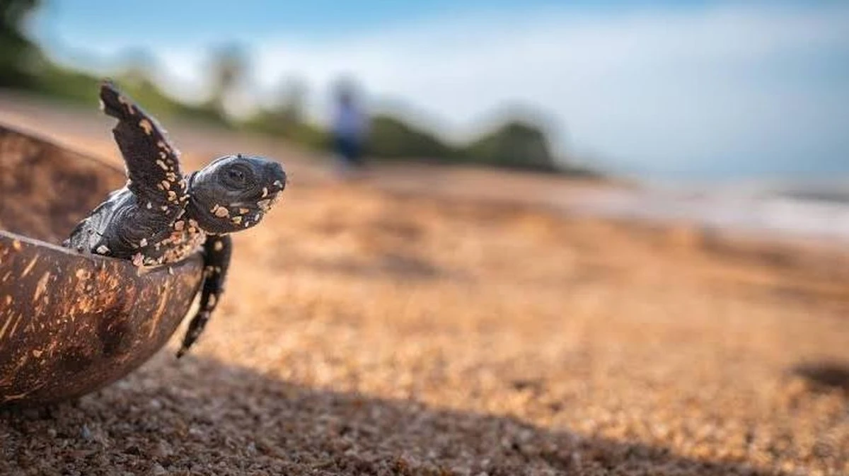 Waarom Misión Océano 38.000 zeeschildpaddeneieren redde in El Salvador