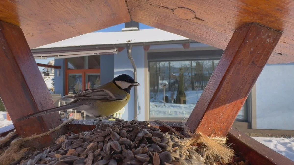 Zeldzaamheid bij het voederhuis: waarom de merel dit jaar zo domineert in de vogel-telling