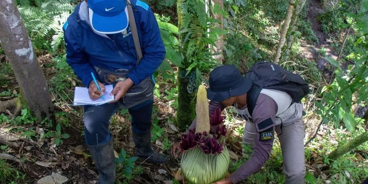 Waarom de 'lijkenbloem' in Agam een geheim van 113 cm hoogte verbergt