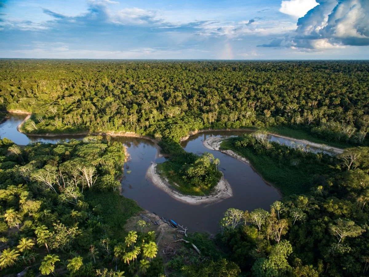 Waarom ervaren vogelaars een watje onderin hun pot stoppen - image 2