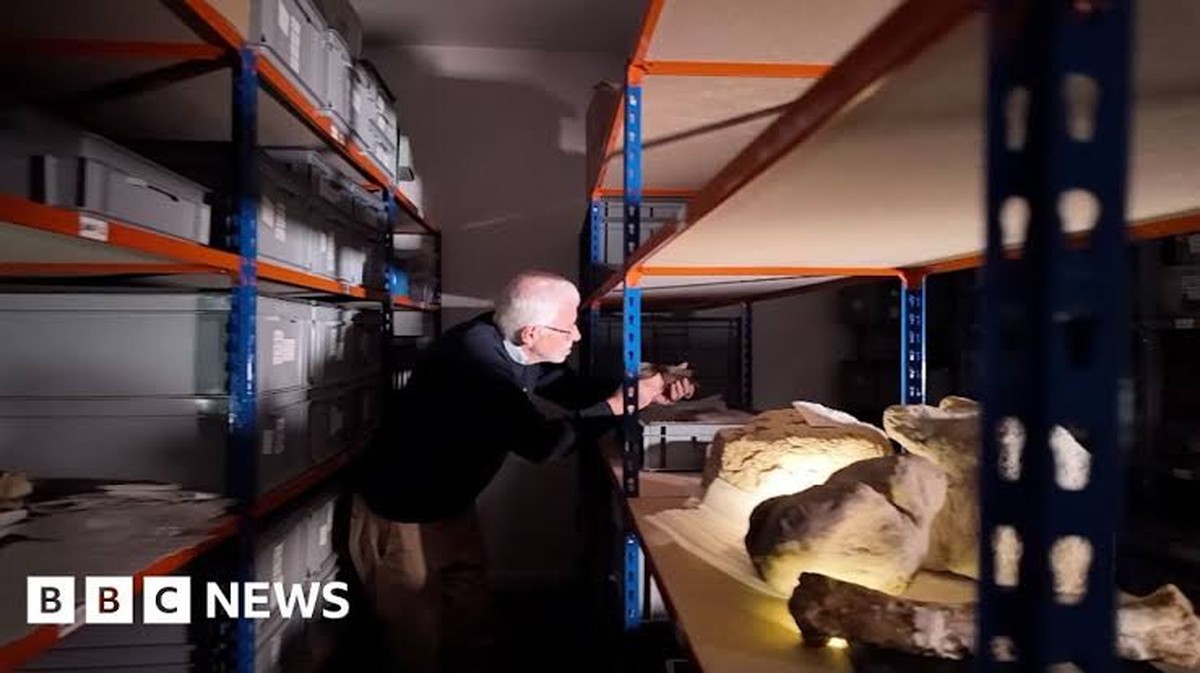 Ex‑arts ontdekt nieuwe dinosaurussoorten op Isle of Wight