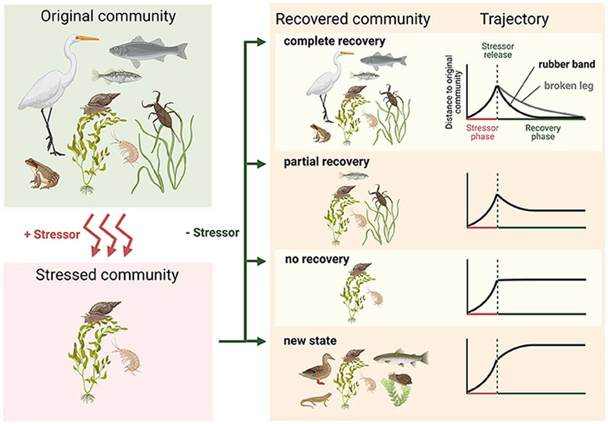 Waarom een zilveren schicht in de rivier na 100 jaar bewijst hoe snel de natuur écht kan herstellen - image 2