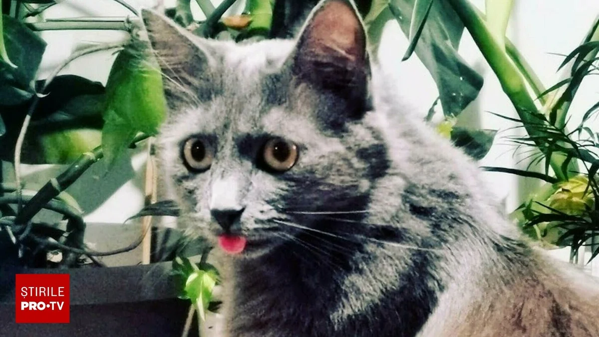 Waarom jouw kat veel meer miauwt naar mannelijke huisgenoten dan naar jou