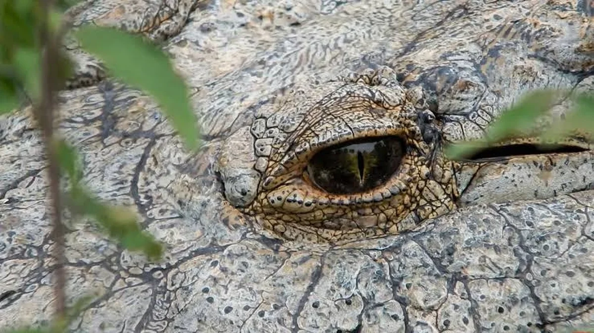 Waarom de oudste krokodil ter wereld in een aquarium in een saaie Nederlandse stad leeft