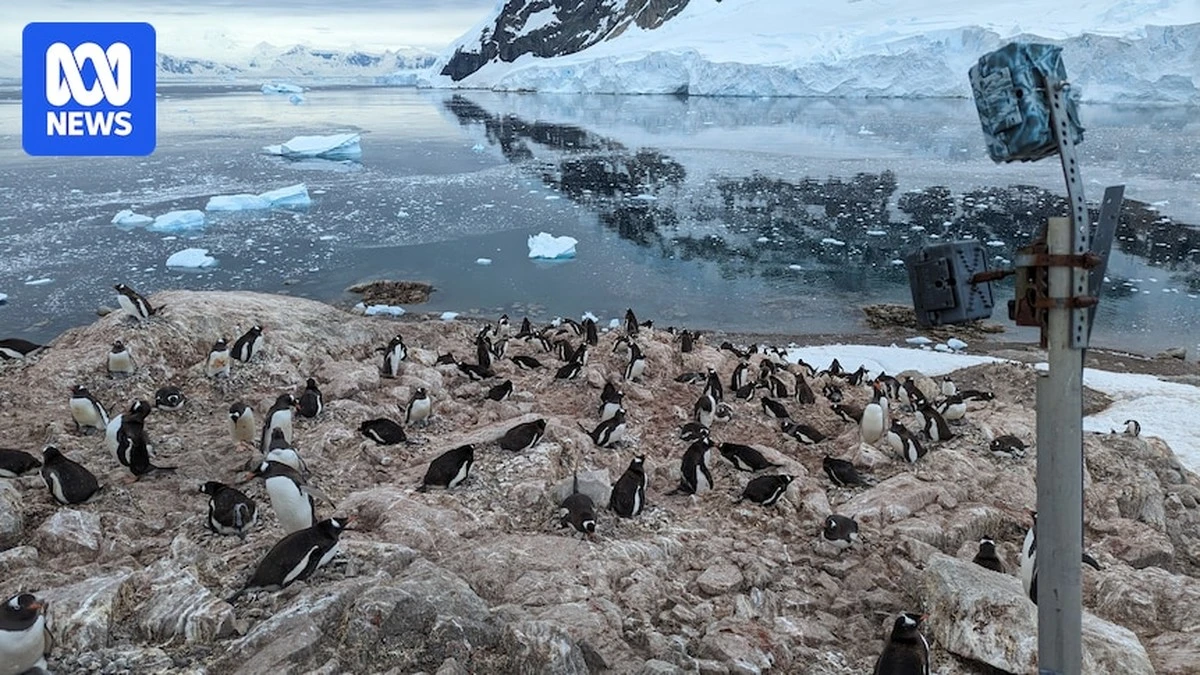 Deze pinguïn eet geen krill meer — en dat verraadt de snelheid van klimaatverandering
