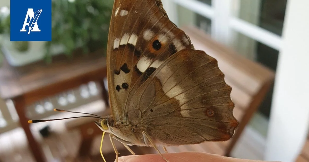 Pikkuhäiveperhonen: waarom een vlinder je huid proeft