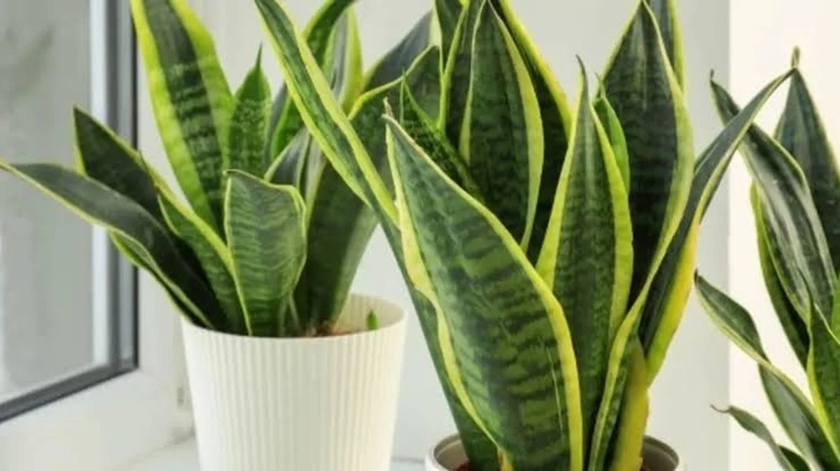 Waarom experts hun slaapkamer verruilen voor deze ene plant na 22:00 uur