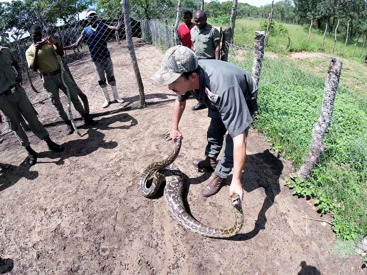 Wetenschappers bevestigen dat deze uitzonderlijk grote Afrikaanse python groter is dan men dacht - image 1