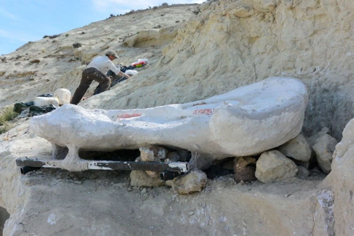 De logistieke nachtmerrie: zo tilden ze een 20 miljoen jaar oude reuzenschildpad uit de modder