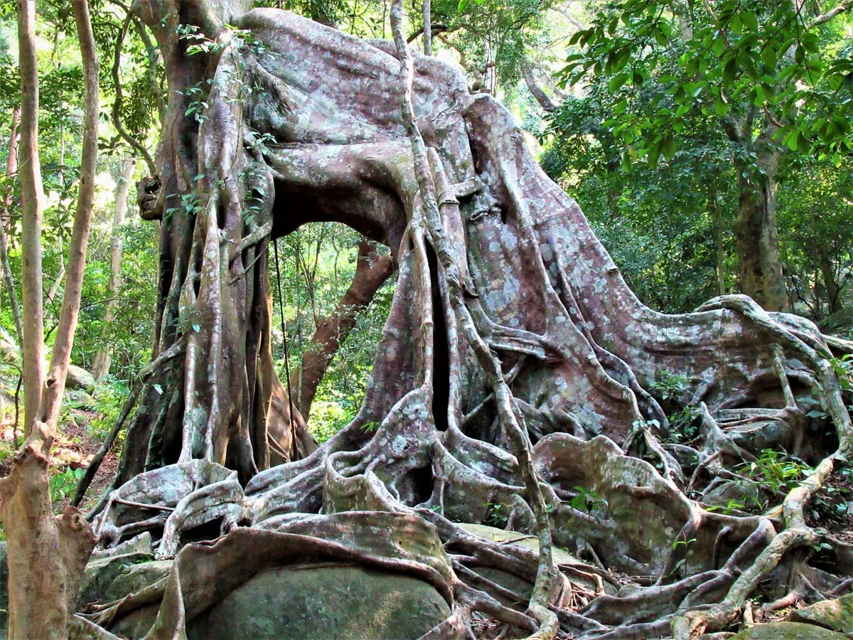 De 300-jarige vijgenboom van Lý Sơn is officieel een Vietnamese erfgoedboom - image 1