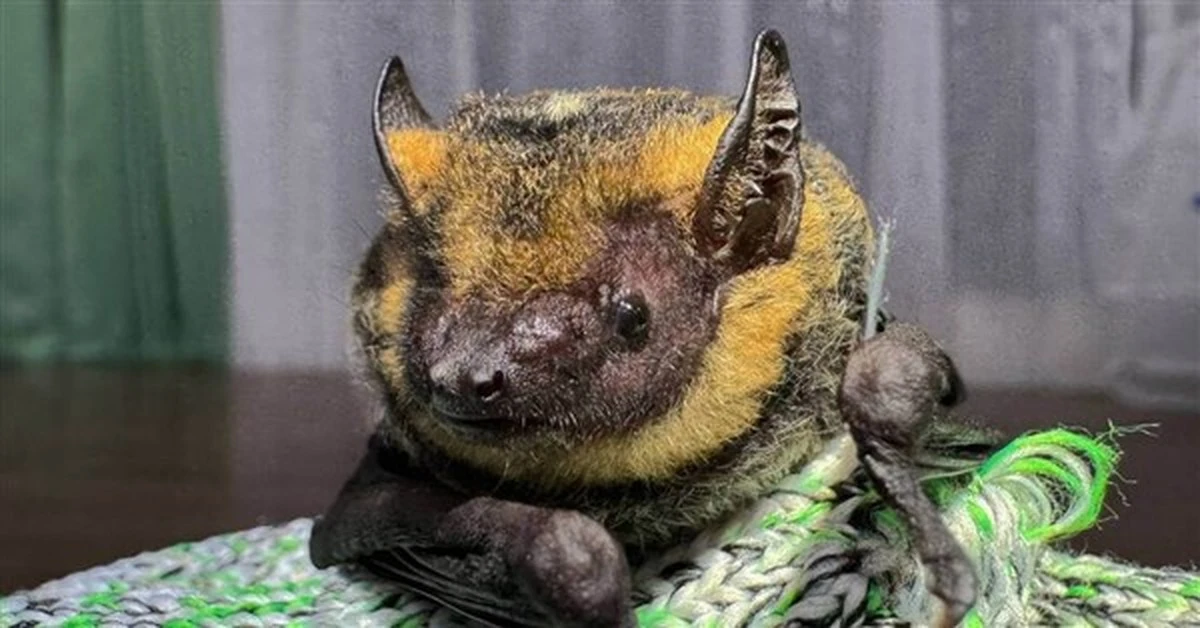 De verborgen vleermuizen van Guanwu: zo wordt één berggebied de onverwachte hotspot van Taiwan