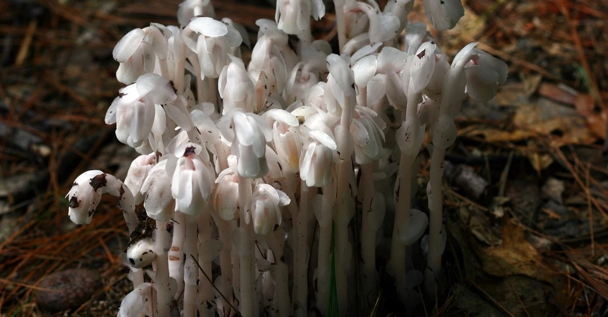 Deze witte boom groeit zonder zonlicht: de bizarre gok van de natuur - image 2