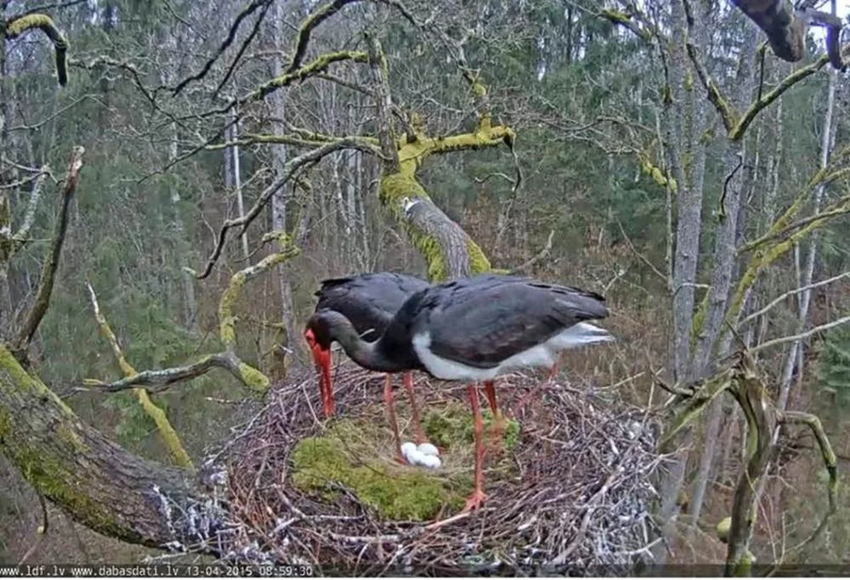 Dit mysterie in de Brdy bomen onthult de verborgen bewoner na de regen - image 1