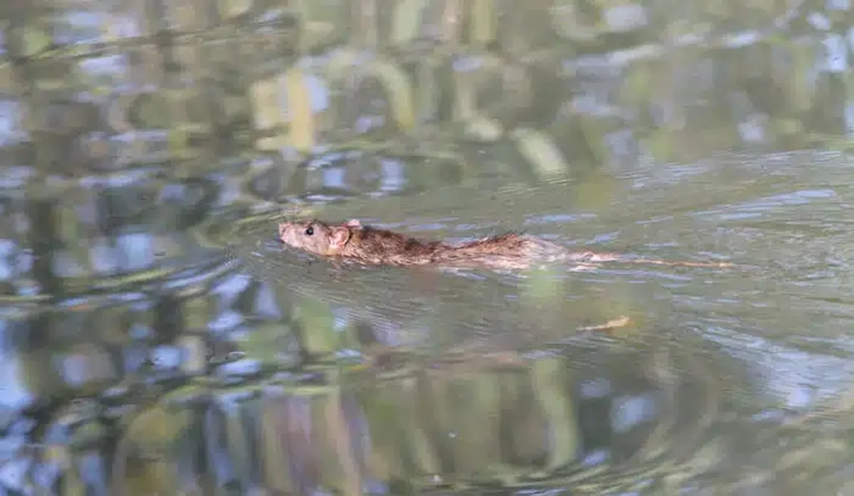 Waarom je na zware regenval extra voorzichtig moet zijn met je kledingkast - image 2