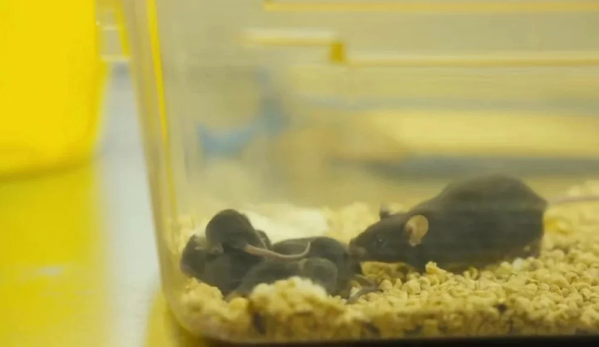 De ene muis die terugkwam uit de ruimte baarde negen gezonde jongen: dit is de wetenschappelijke boodschap