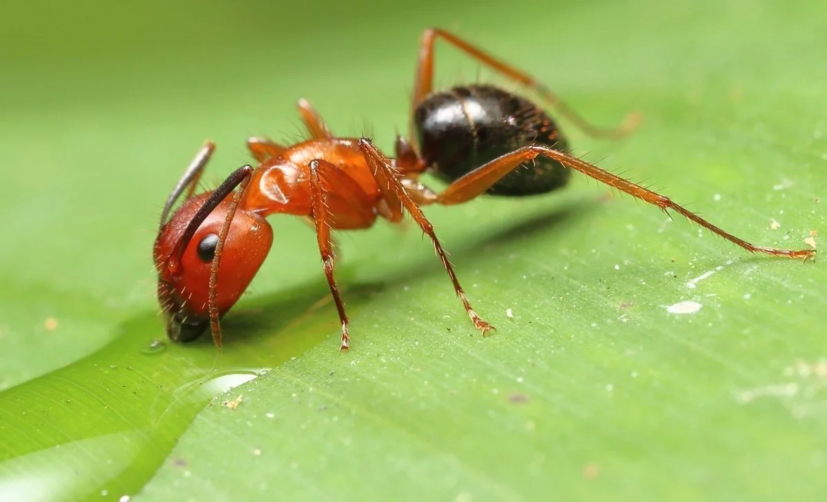Waarom ervaren koks het zoutvaatje weggooien na elke maaltijd - image 2