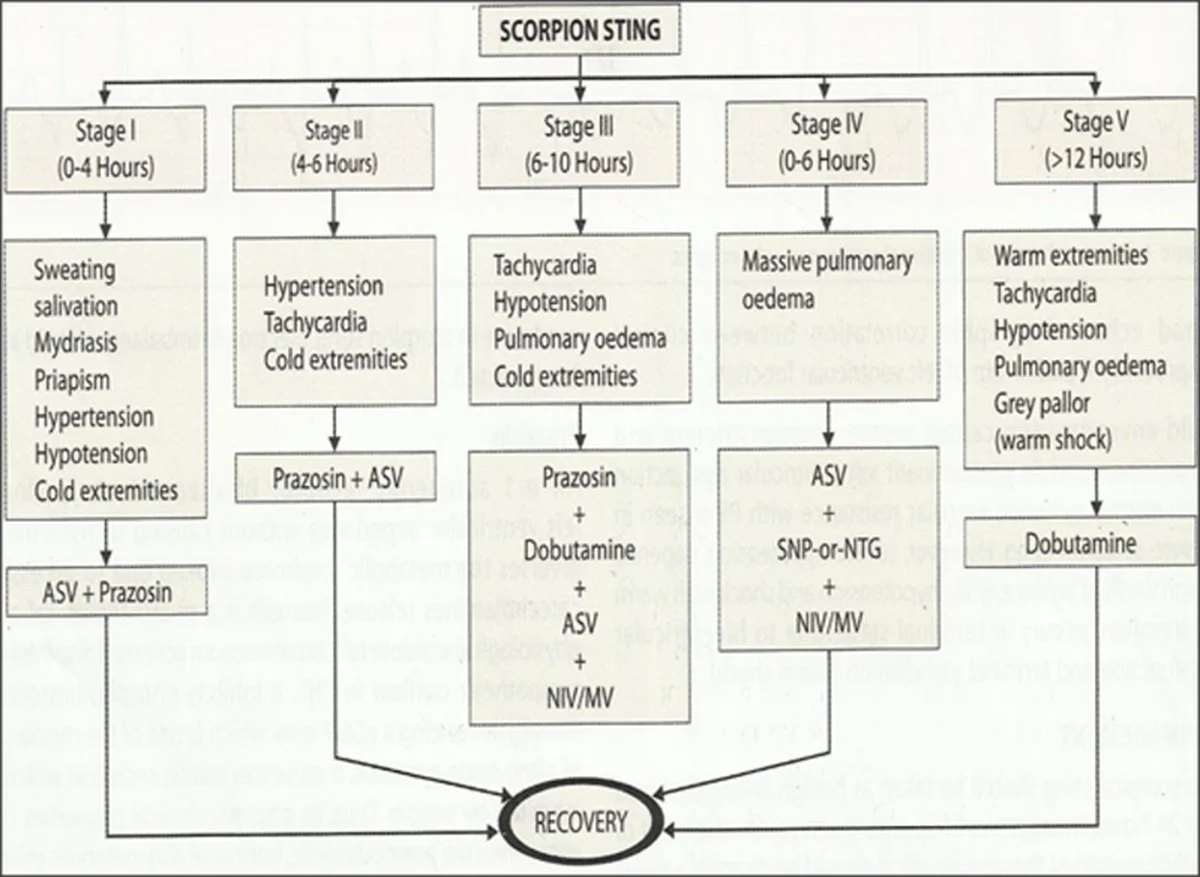 Wat je écht moet doen als je in La Plata door een schorpioen bent gestoken - image 1