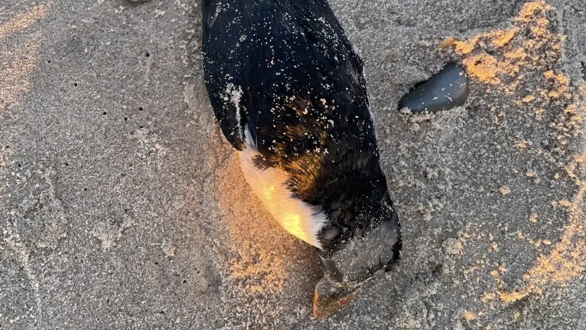 Zoveelste vogel uit Faeröer aangezien op strand bij Stenbjerg