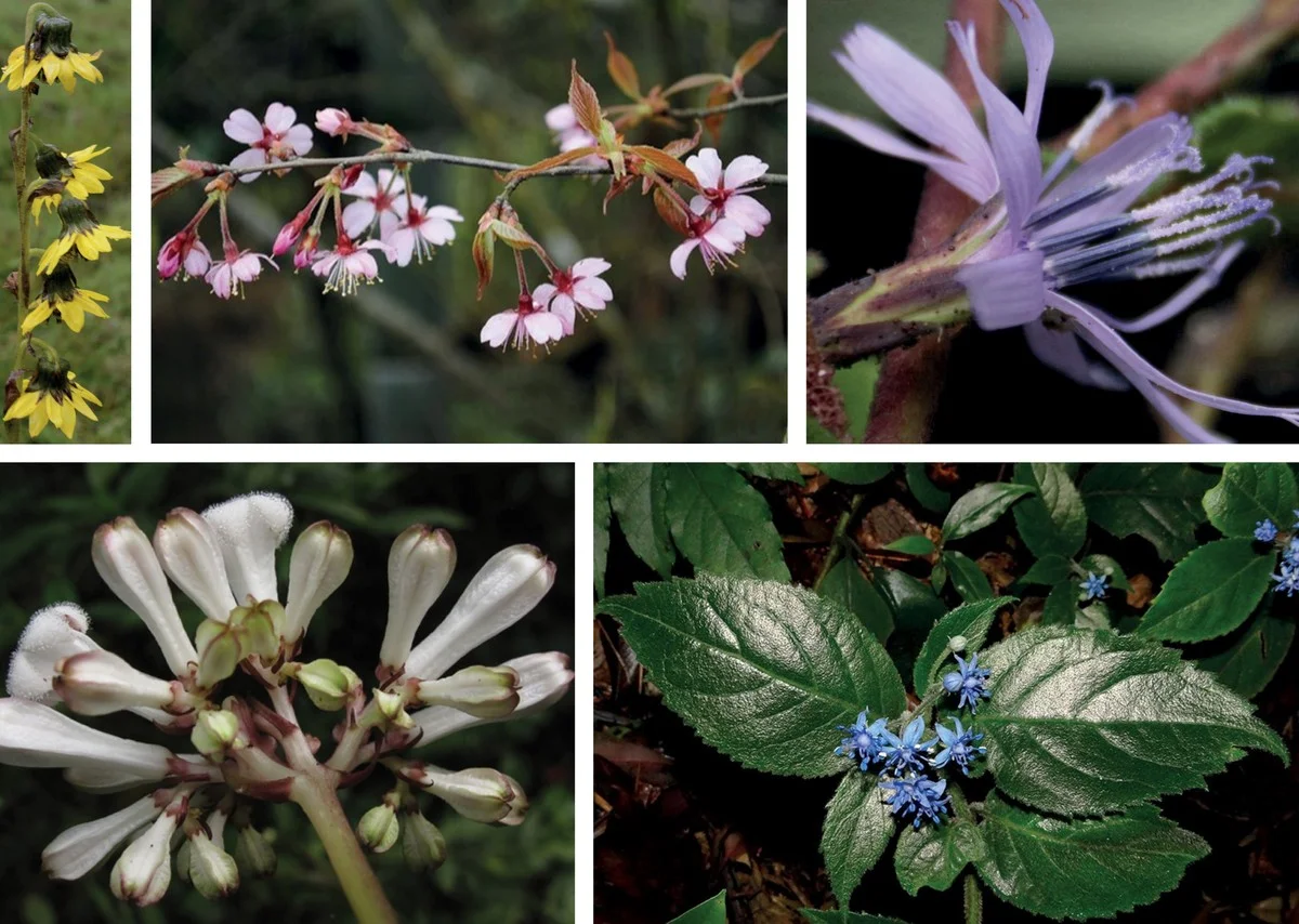 Het leek 130 jaar uitgestorven: waarom deze zeldzame plant plots weer boven water kwam in de Thaise kliffen - image 1