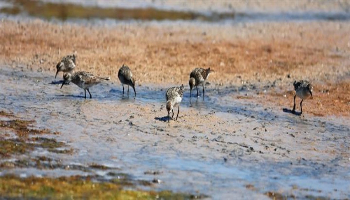 Waarom $17 miljoen naar drassige gebieden gaat: de onverwachte redding voor trekvogels