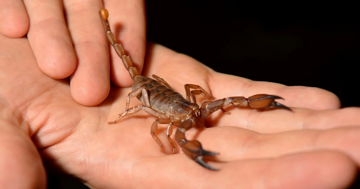 Wat je écht moet doen als je in La Plata door een schorpioen bent gestoken