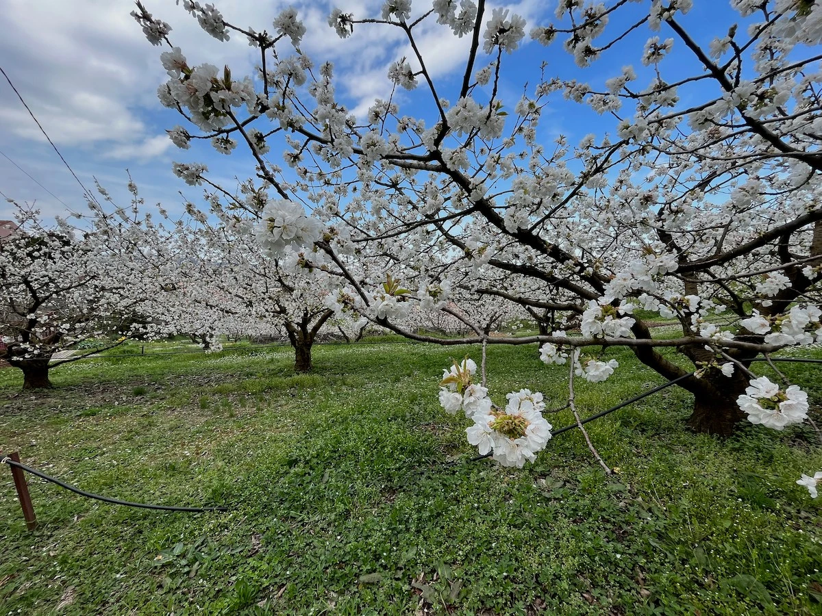 waarom de kersenbomen van Céret de eerste van Frankrijk zijn