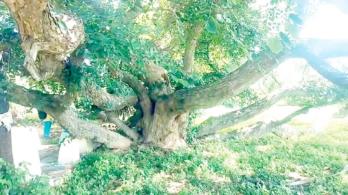 De verborgen boom die al eeuwen onder het zand ligt