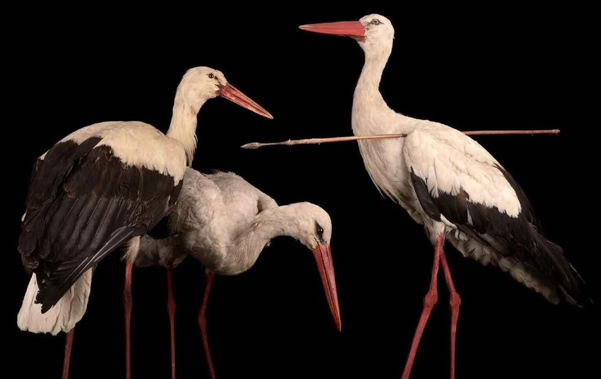 De pijl in de nek van de ooievaar die bewees dat vogels écht naar Afrika vliegen - image 1